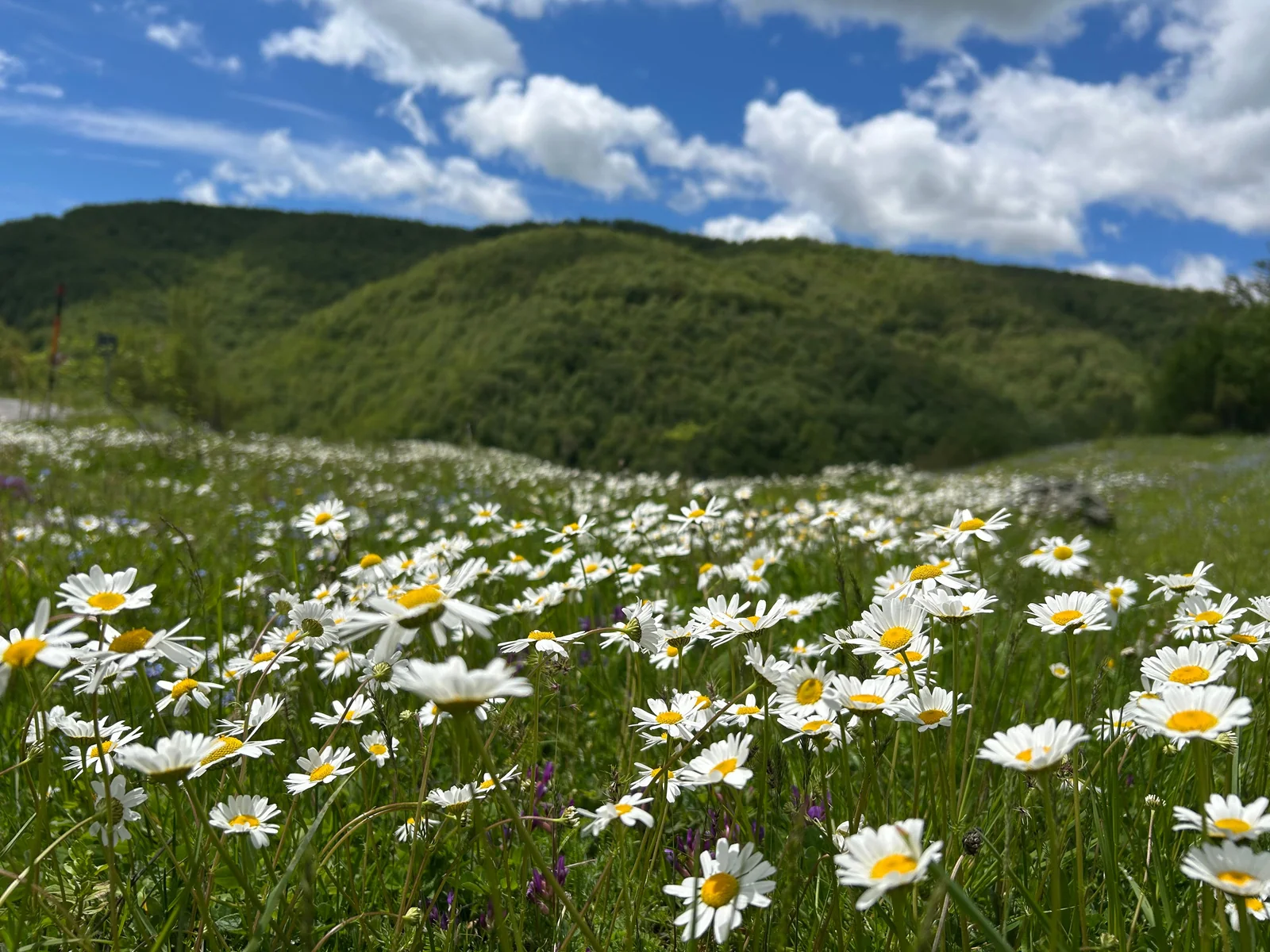 Daisies growing in a meadow beneath a blue sky