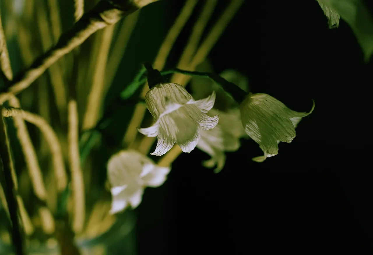 White flowers resting on textured paper