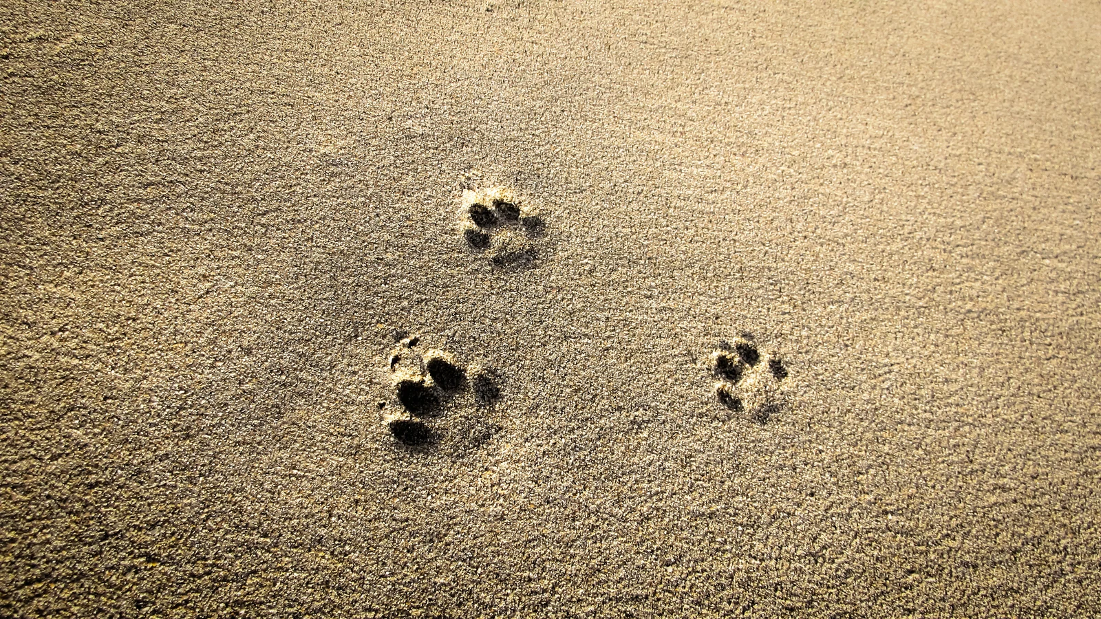 Paw prints in golden sand