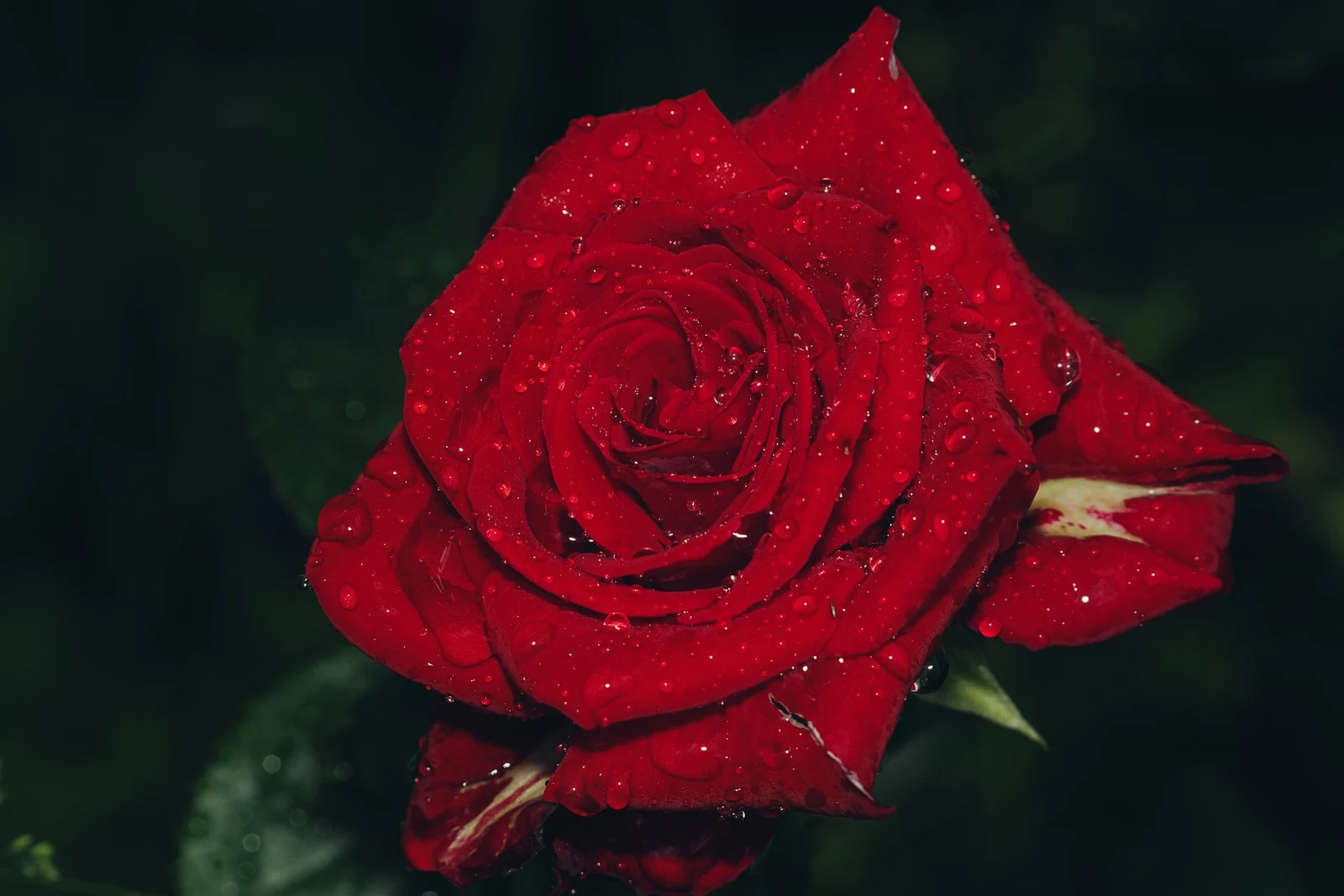 A red rose with drops of water